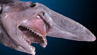 Прохождение Hungry Shark World - АКУЛА-ДОМОВОЙ [GOBLIN SHARK]