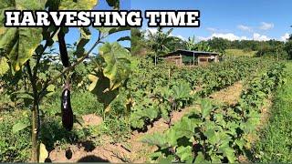 Harvesting eggplants, beans, papaya and many more | Backyard Farming