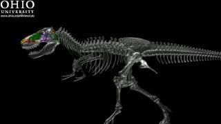 Dinosaur airheads - Tyrannosaurus - skeleton & skull with brain and airspaces