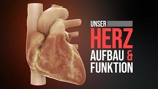 Das menschliche Herz - Aufbau und Funktion (Animation)