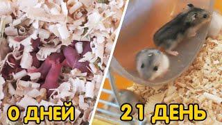 Джунгарские хомяки - ОТ 0 ДО 21 ДНЯ ЗА 3 МИНУТЫ | Hamsters babies FROM DAY 1 TO DAY 21