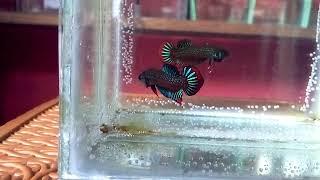 Wild Betta Imbelis | ikan cupang alam dari pulau Sumatera