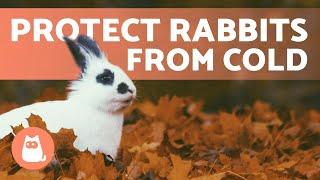 How to Protect Rabbits from COLD WEATHER ️ Winter Rabbit Care