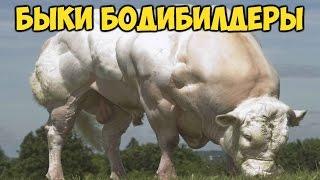 КОРОВЫ И БЫКИ БОДИБИЛДЕРЫ. БЕЛЬГИЙСКАЯ ГОЛУБАЯ ПОРОДА  Meet the Super Cow