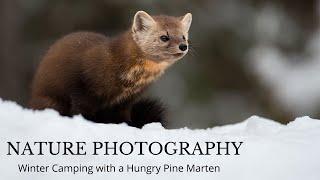 Nature Photography- WINTER CAMPING PHOTOGRAPHY TRIP- with a hungry pine marten