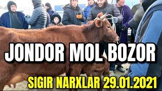 BUXORO JONDOR/ MOL BOZOR ONA BOLA SIGIR NARXLAR 29/01/2023/JONDOR UZ