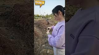 Outdoor Shooting  #slingshot #OutdoorShooting #SlingshotFun #TargetPractice