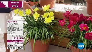 Leaf   Petal Designs 6piece Reblooming Compact Daylily