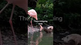 Top 3 Amazing facts about Flamingos | Yagami Facts #shorts #birdslover #factshorts