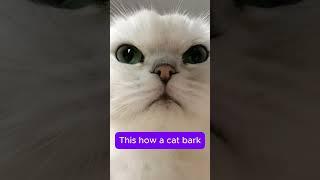 Cat Bark