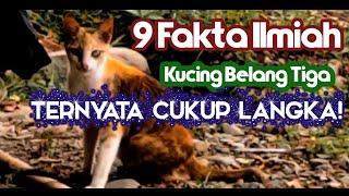 9 fakta menarik inilah kucing belang tiga Ternyata kucing paling langka