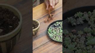 Baby pot #plants #succulent #joygarden
