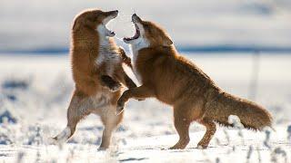 KILLED TWO FOXES WITH ONE SHOT?! Hunting for BOAR, FOX and BEAVER