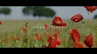 poppy field