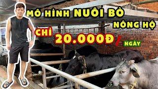 Mô Hình Nuôi Bò 3B Vỗ Béo Nông Hộ Với Chi Phí Chỉ 20.000đ/ngày