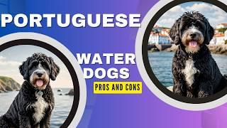 Secrets to training Portuguese Water Dog