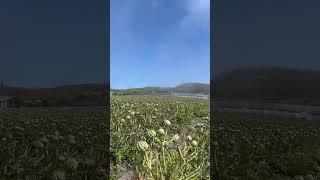 Oceanside Artichoke Farm! #farm #agriculture #farmer