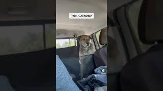 Pala, California With 2 Traveling Dogs