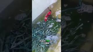 Koi Fish Spawning: Secret Tips for Success!