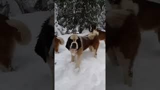 Beautiful Dogs - Snow - 4K Ultra HD - Nature video short clips #Snow #Tree #Dogs