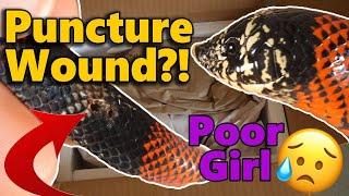 Unboxing a Hognose Snake Gone Wrong!