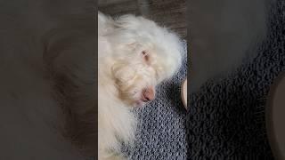 Fluffy cloud falls asleep #dog #cute #puppy