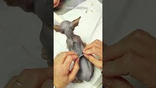 Tüysüz sfenks yavru kedi 