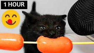 1 HOUR Cat ASMR Eating Sausage Compilation