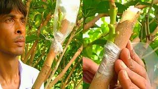 How to make mango tree grafting technique।Big mango tree grafting technique @Aliul Grafting Trees