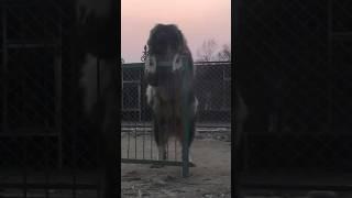 The WORLD'S RAREST🫰 & DEADLIEST Dog Breed?! (Aggressive?)