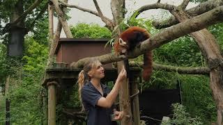 Celebrating International Red Panda Day at Longleat