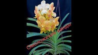 Омоложение ванды. Vanda