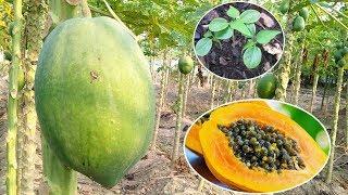 How to Grow Papaya from Seeds || bic sa kaica papeta poudah ugaha? ||