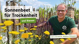 Ein Sonnenbeet für Insekten – Pflanzen für sonnige & trockene Standorte | gardify Tipps