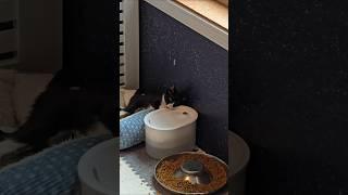 How Frogg drinks water 
