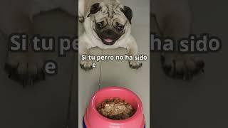 Por qué mi perro no come verduras? #youtubeshorts #shorts #doglover #dog #mascota #favorita #perros