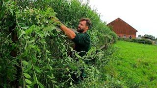 This Farm NEEDS SATISFYING Pruning Of OVERGROWN Hedge Next To Stables