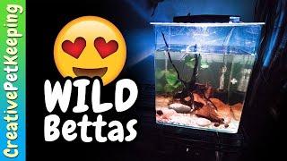 Unboxing my first WILD BETTA FISH!! Betta Mahachai