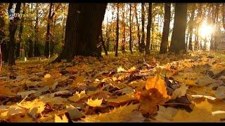 Autumn forest | Осенний лес ФУТАЖ FOOTAGE