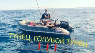 Ловля голубого тунца (bluefin tuna) в Татарском проливе!