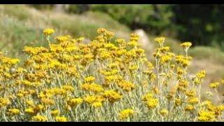 Herb of the Week Helichrysum: Immortelle