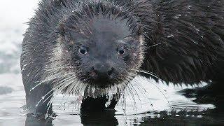 Otter Caught Weather Loach - Winter Fishing | Film Studio Aves