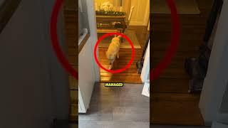 Golden Retriever Gets Drunk 