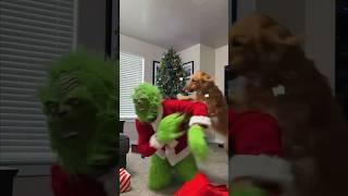 When Golden Retrievers make the best guard dog #shorts #christmas #dog