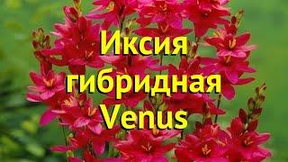 Иксия гибридная Венус. Краткий обзор, описание характеристик, где купить луковицы ixia hybrid Venus