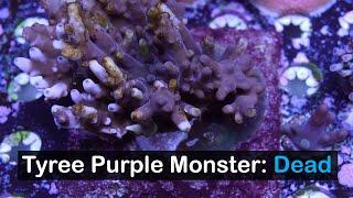 My Tyree Purple Monster Colony is Dead