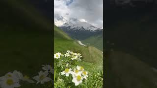 The Caucasus Mountains. . . #wildflowers #georgia #adishi
