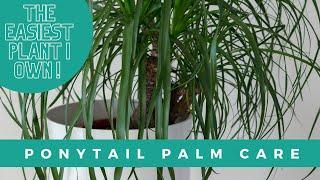 Ponytail Palm (Beaucarnea recurvata) Care Guide For Beginners