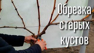 Обрезка старых кустов винограда. Все варианты формировки. Как обрезать старые кусты правильно