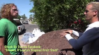 Tropical Fruit Trees - Perfect soil for container growing in Phoenix